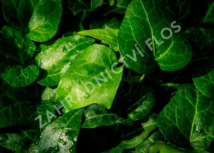 Břečťan popínavý 'Mein Herz' - Hedera helix 'Mein Herz'