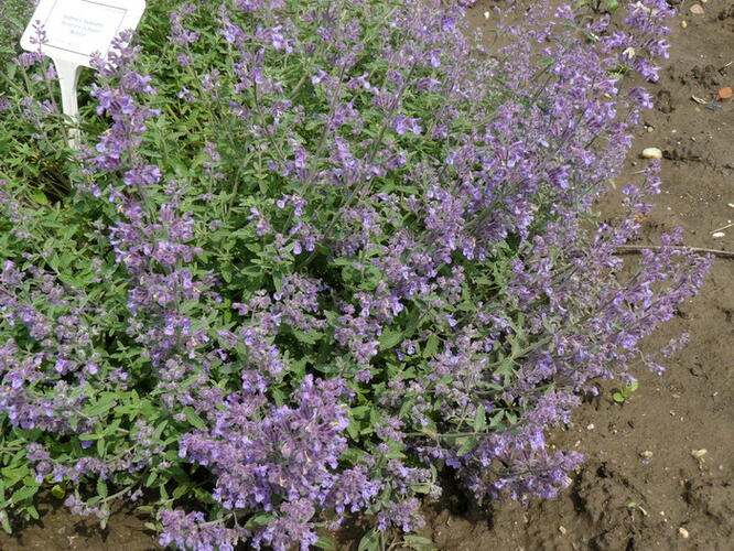 Šanta zkřížená 'Senior' - Nepeta x faassenii 'Senior'