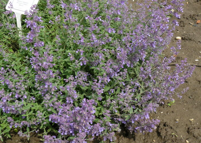 Šanta 'Senior' - Nepeta x faassenii 'Senior'