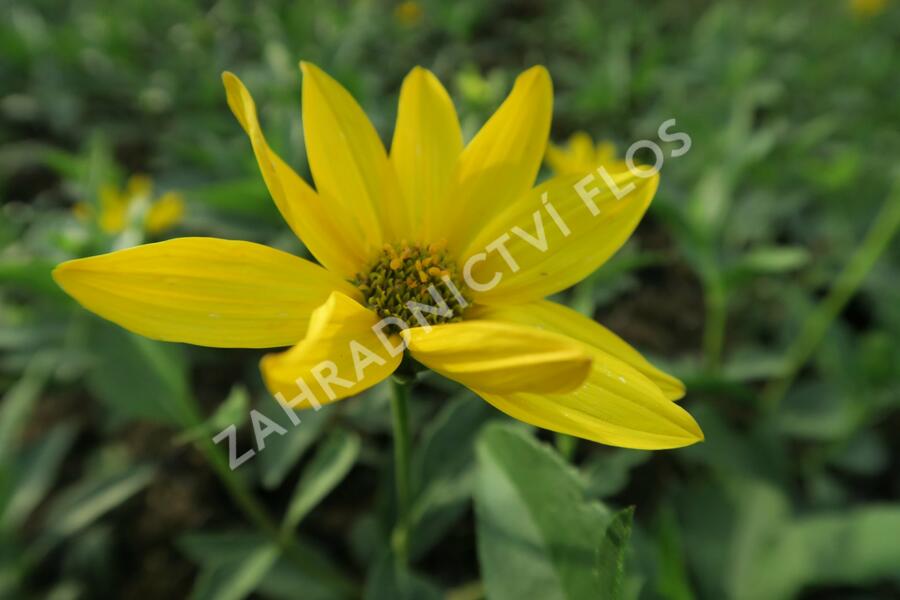 Slunečnice - Helianthus atrorubens