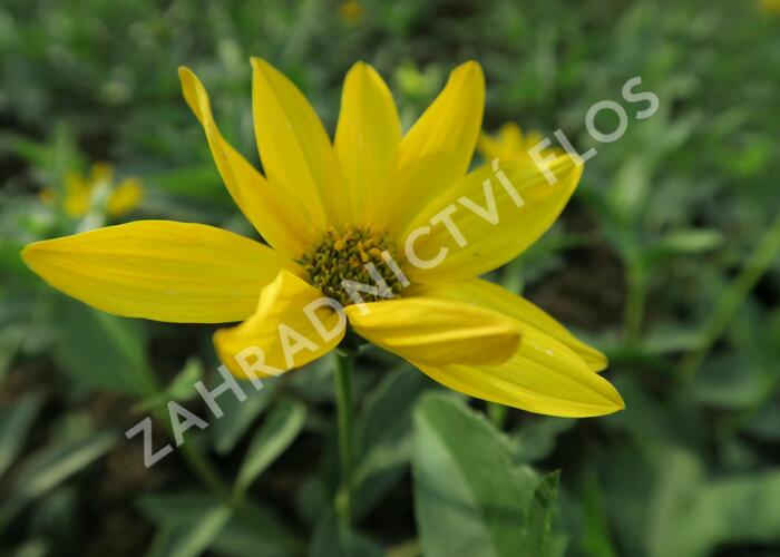 Slunečnice - Helianthus atrorubens