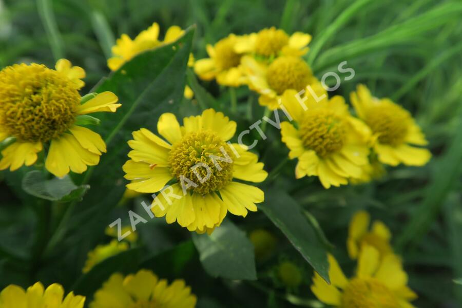 Záplevák podzimní 'Helena' - Helenium autumnale 'Helena'