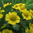 Záplevák podzimní 'Helena' - Helenium autumnale 'Helena'