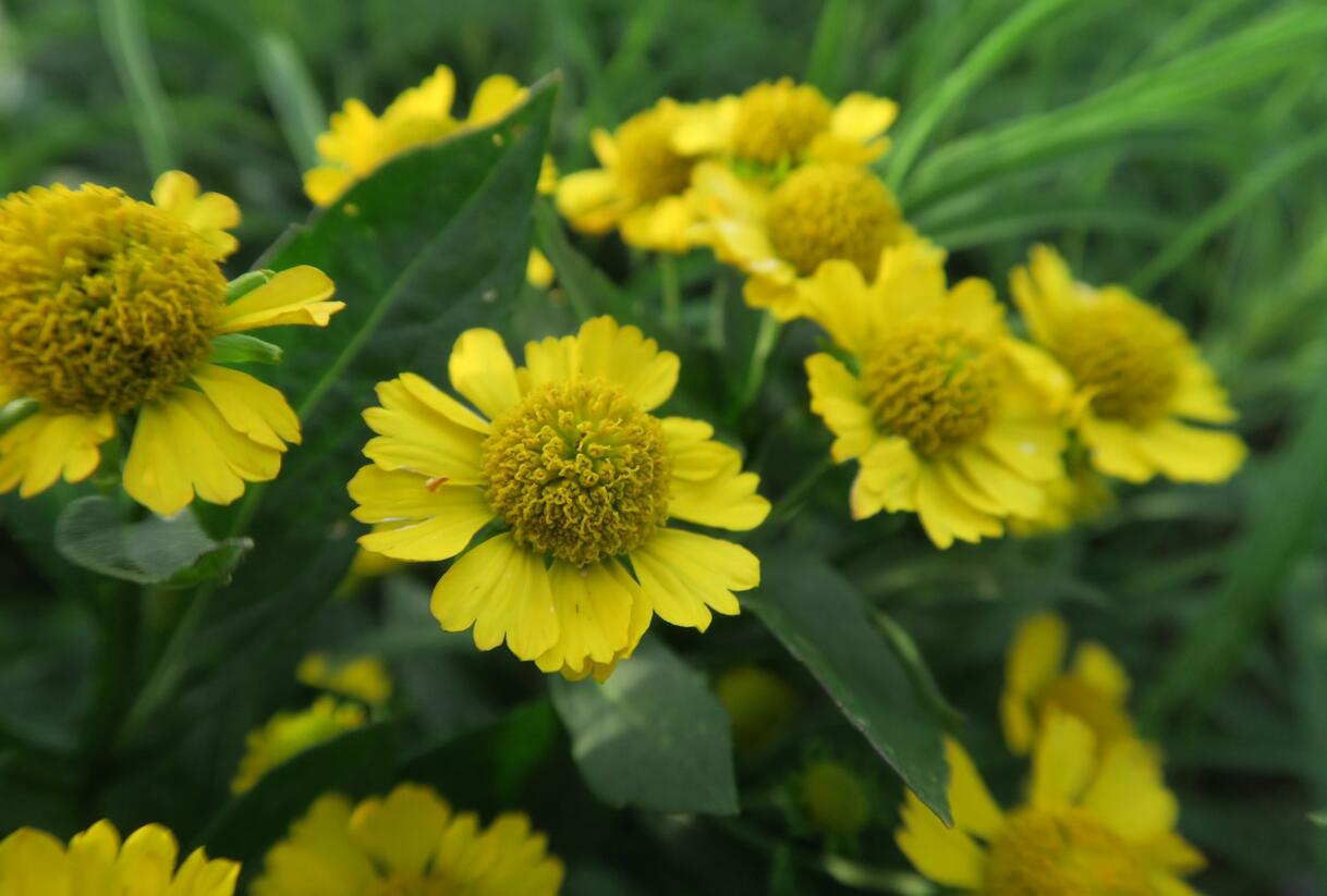 Záplevák podzimní 'Helena' - Helenium autumnale 'Helena'