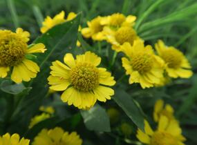 Záplevák podzimní 'Helena' - Helenium autumnale 'Helena'