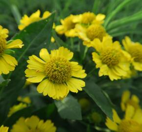 Záplevák podzimní 'Helena' - Helenium autumnale 'Helena'