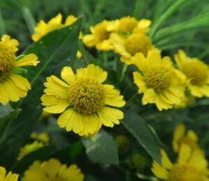Záplevák podzimní 'Helena' - Helenium autumnale 'Helena'