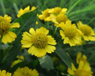 Záplevák podzimní 'Helena'