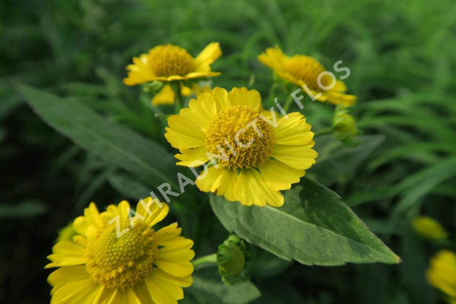 Záplevák podzimní 'Helena' - Helenium autumnale 'Helena'