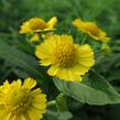 Záplevák podzimní 'Helena' - Helenium autumnale 'Helena'