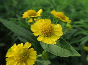 Záplevák podzimní 'Helena' - Helenium autumnale 'Helena'