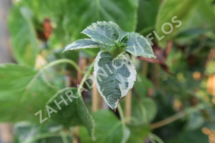 Hortenzie řapíkatá 'Take a Chance' - Hydrangea anomala subsp. petiolaris 'Take a Chance'