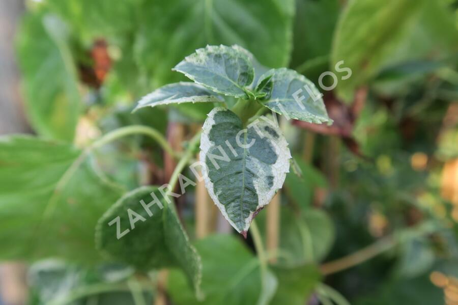 Hortenzie řapíkatá 'Take a Chance' - Hydrangea anomala subsp. petiolaris 'Take a Chance'