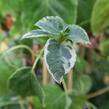 Hortenzie řapíkatá 'Take a Chance' - Hydrangea anomala subsp. petiolaris 'Take a Chance'