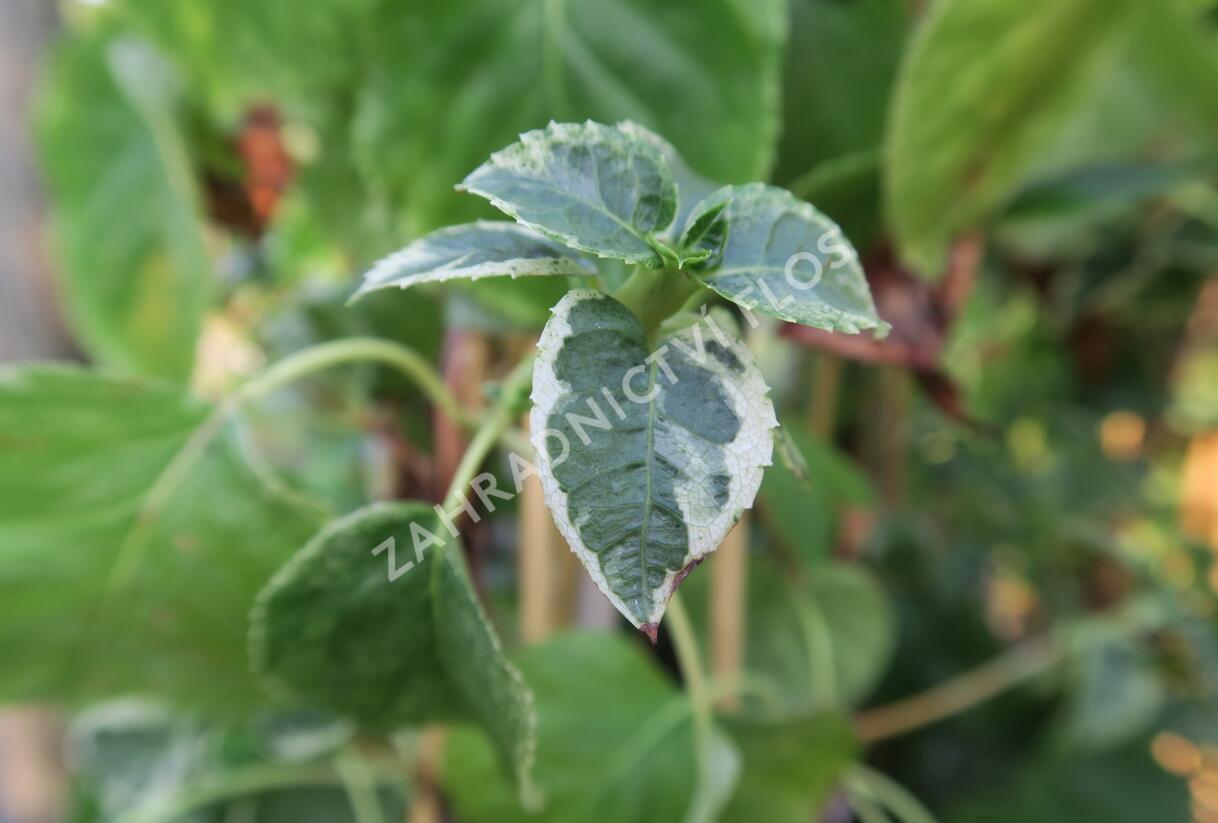 Hortenzie řapíkatá 'Take a Chance' - Hydrangea anomala subsp. petiolaris 'Take a Chance'