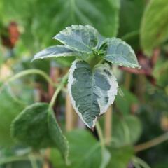 Hortenzie řapíkatá 'Take a Chance' - Hydrangea anomala subsp. petiolaris 'Take a Chance'