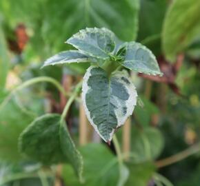 Hortenzie řapíkatá 'Take a Chance' - Hydrangea anomala subsp. petiolaris 'Take a Chance'