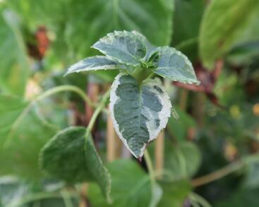 Hortenzie řapíkatá 'Take a Chance'