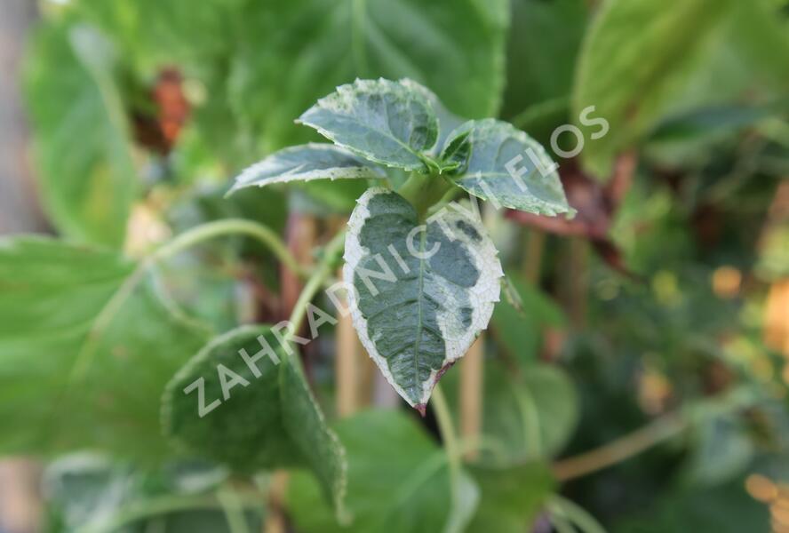 Hortenzie řapíkatá 'Take a Chance' - Hydrangea anomala subsp. petiolaris 'Take a Chance'