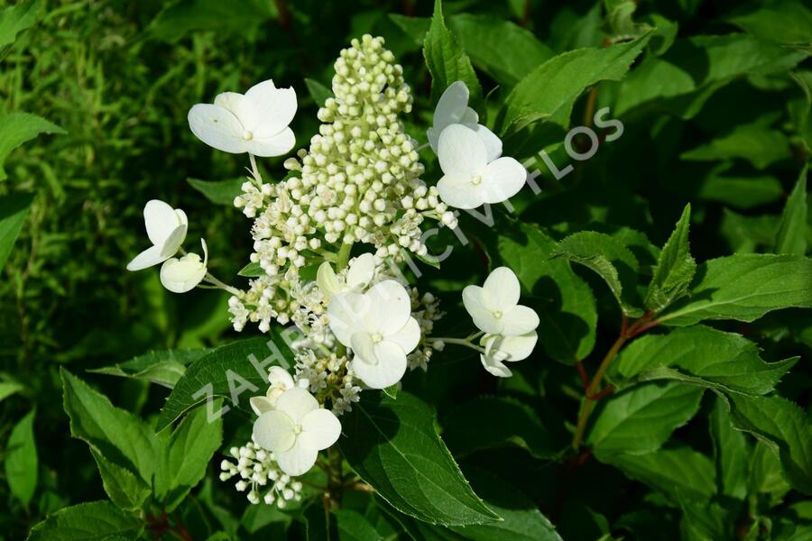 Hortenzie latnatá 'Unique' - Hydrangea paniculata 'Unique'