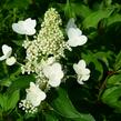 Hortenzie latnatá 'Unique' - Hydrangea paniculata 'Unique'