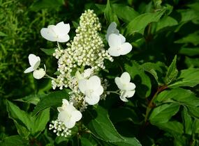 Hortenzie latnatá 'Unique' - Hydrangea paniculata 'Unique'