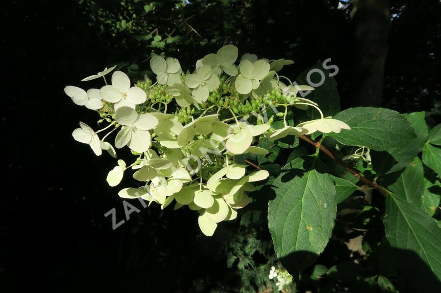 Hortenzie latnatá 'Unique' - Hydrangea paniculata 'Unique'