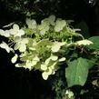 Hortenzie latnatá 'Unique' - Hydrangea paniculata 'Unique'