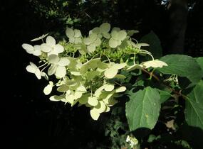 Hortenzie latnatá 'Unique' - Hydrangea paniculata 'Unique'