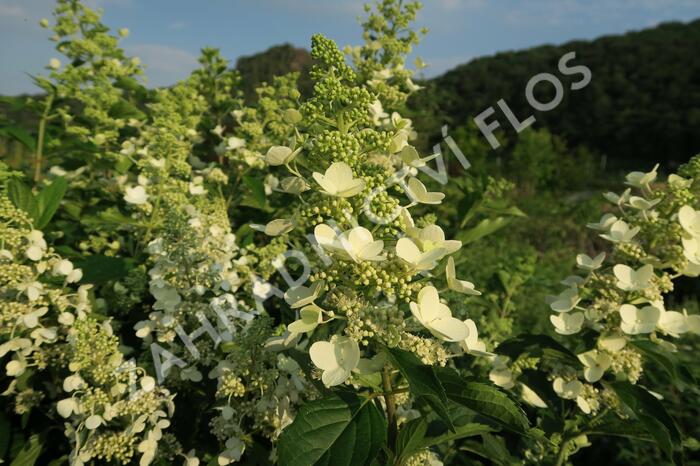 Hortenzie latnatá 'Unique' - Hydrangea paniculata 'Unique'