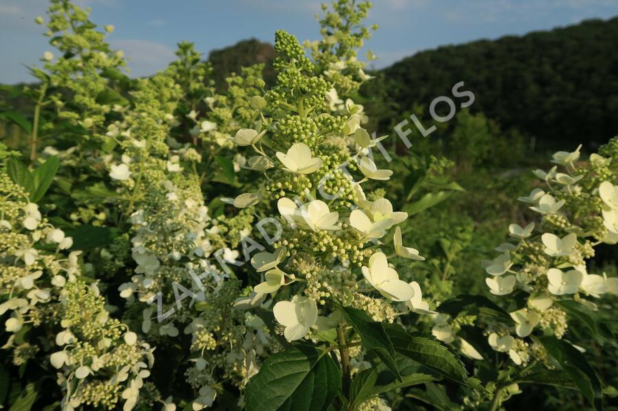 Hortenzie latnatá 'Unique' - Hydrangea paniculata 'Unique'