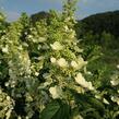 Hortenzie latnatá 'Unique' - Hydrangea paniculata 'Unique'