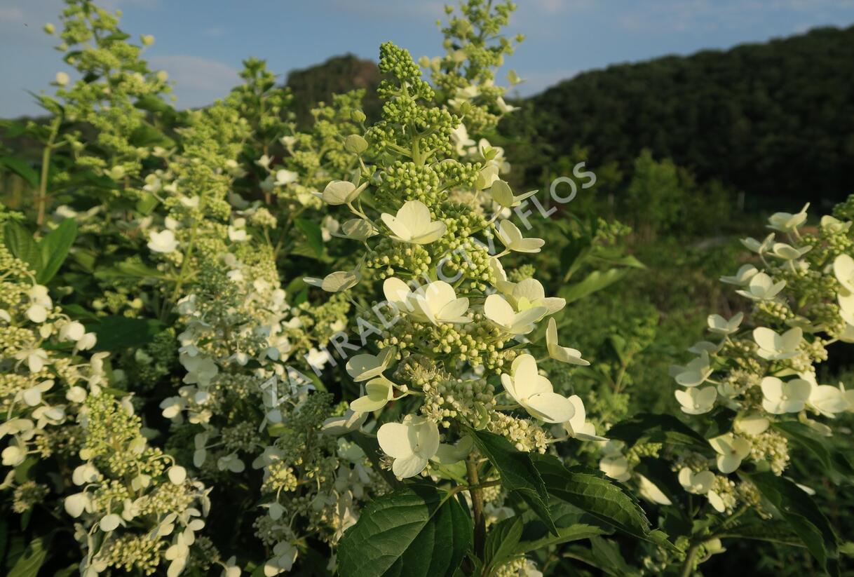 Hortenzie latnatá 'Unique' - Hydrangea paniculata 'Unique'