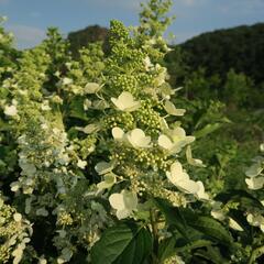 Hortenzie latnatá 'Unique' - Hydrangea paniculata 'Unique'