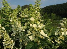 Hortenzie latnatá 'Unique' - Hydrangea paniculata 'Unique'