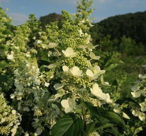 Hortenzie latnatá 'Unique' - Hydrangea paniculata 'Unique'