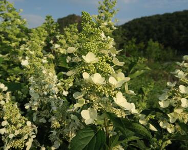 Hortenzie latnatá 'Unique'