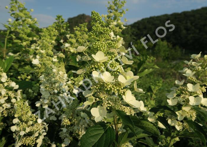 Hortenzie latnatá 'Unique' - Hydrangea paniculata 'Unique'