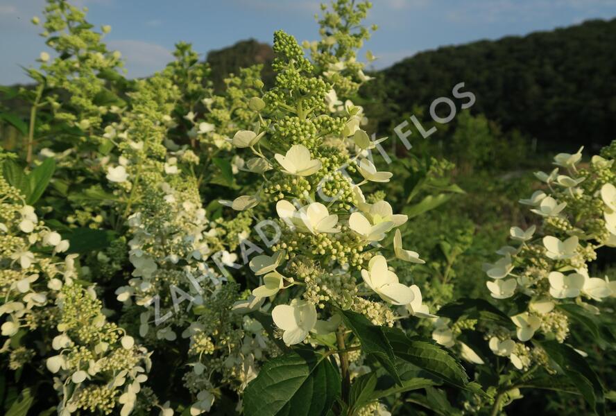 Hortenzie latnatá 'Unique' - Hydrangea paniculata 'Unique'