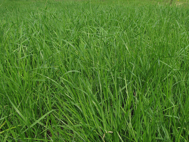 Pěchava vápnomilná - Sesleria albicans (caerulea)