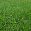 Pěchava vápnomilná - Sesleria albicans (caerulea)