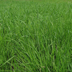 Pěchava vápnomilná - Sesleria albicans (caerulea)