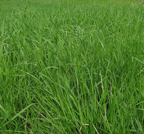 Pěchava vápnomilná - Sesleria albicans (caerulea)