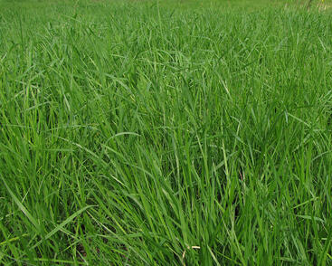 Pěchava vápnomilná