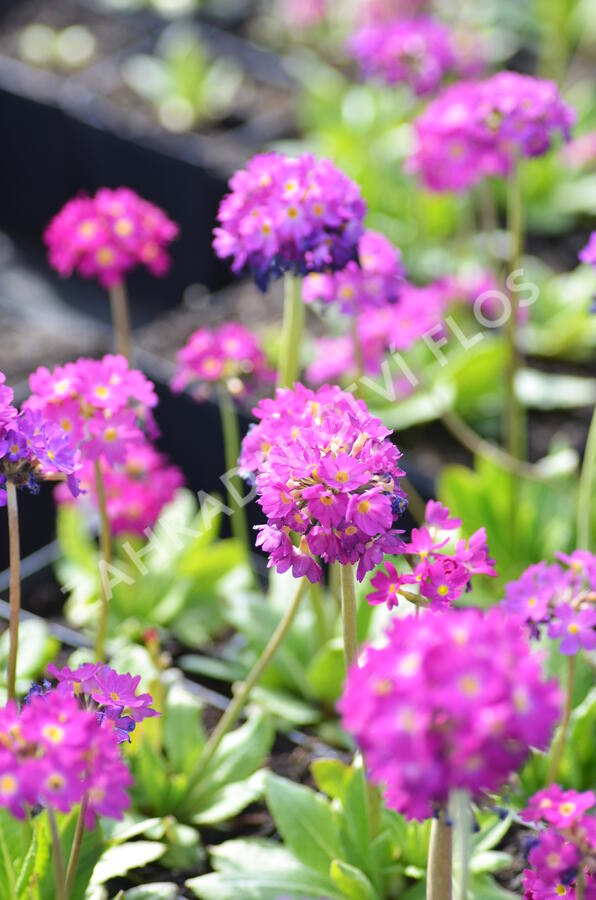 Prvosenka zoubkatá 'Rubin Auslese' - Primula denticulata 'Rubin Auslese'