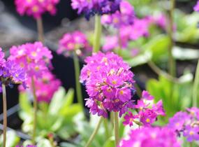 Prvosenka zoubkatá 'Rubin Auslese' - Primula denticulata 'Rubin Auslese'