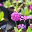 Prvosenka zoubkatá 'Rubin Auslese' - Primula denticulata 'Rubin Auslese'