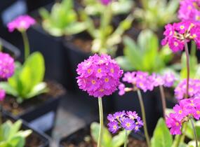 Prvosenka zoubkatá 'Rubin Auslese' - Primula denticulata 'Rubin Auslese'