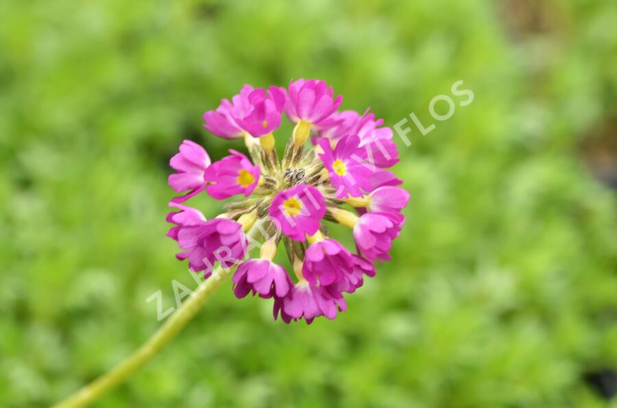 Prvosenka zoubkatá 'Rubin Auslese' - Primula denticulata 'Rubin Auslese'