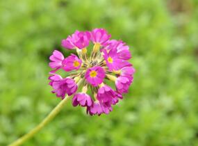Prvosenka zoubkatá 'Rubin Auslese' - Primula denticulata 'Rubin Auslese'